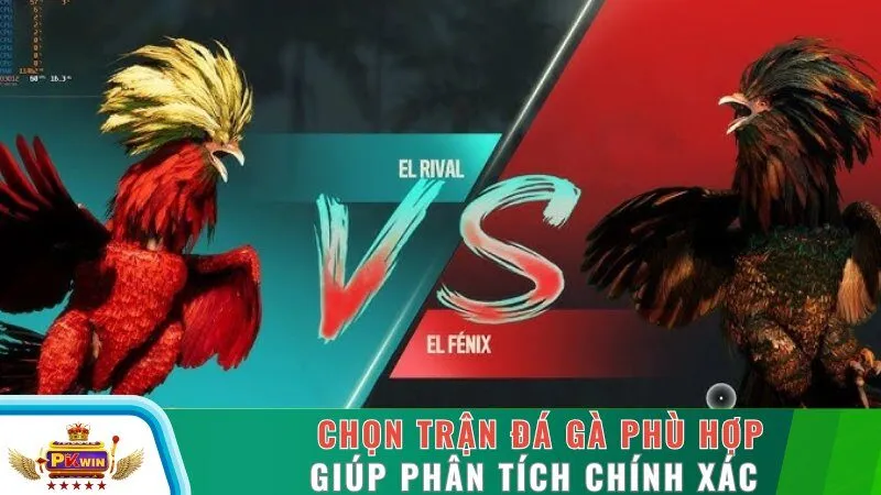 Chọn trận đá gà phù hợp giúp phân tích chính xác