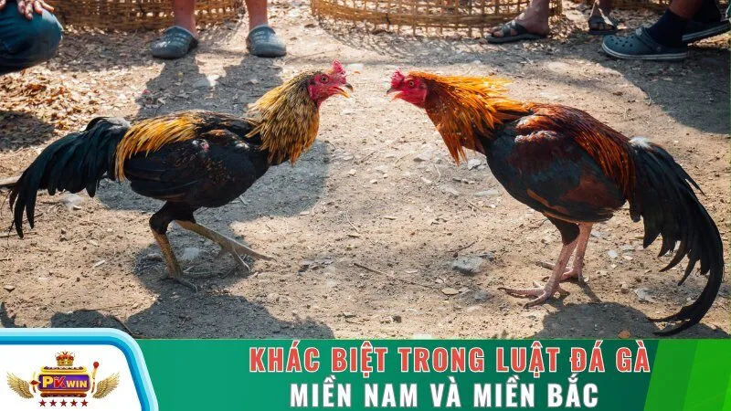 Khác biệt trong luật đá gà Miền Nam và Miền Bắc